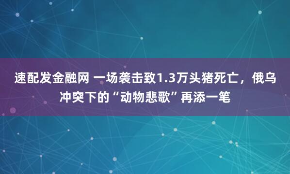 速配发金融网 一场袭击致1.3万头猪死亡，俄乌冲突下的“动物悲歌”再添一笔